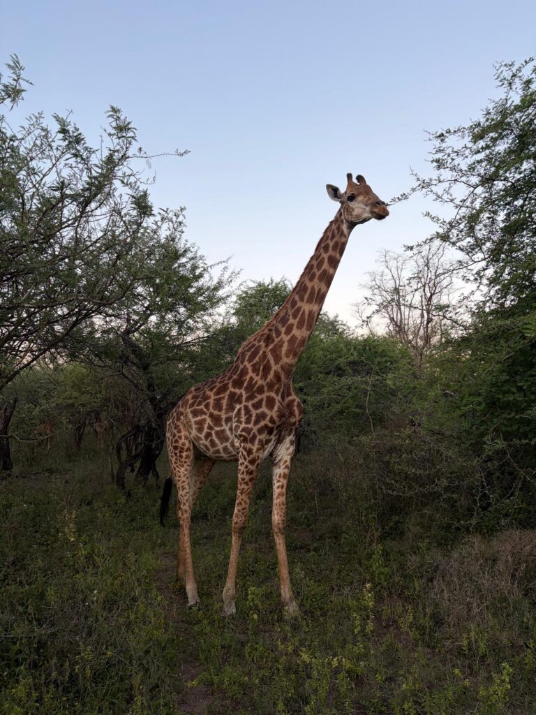 Giraffe zwischen den Bäumen