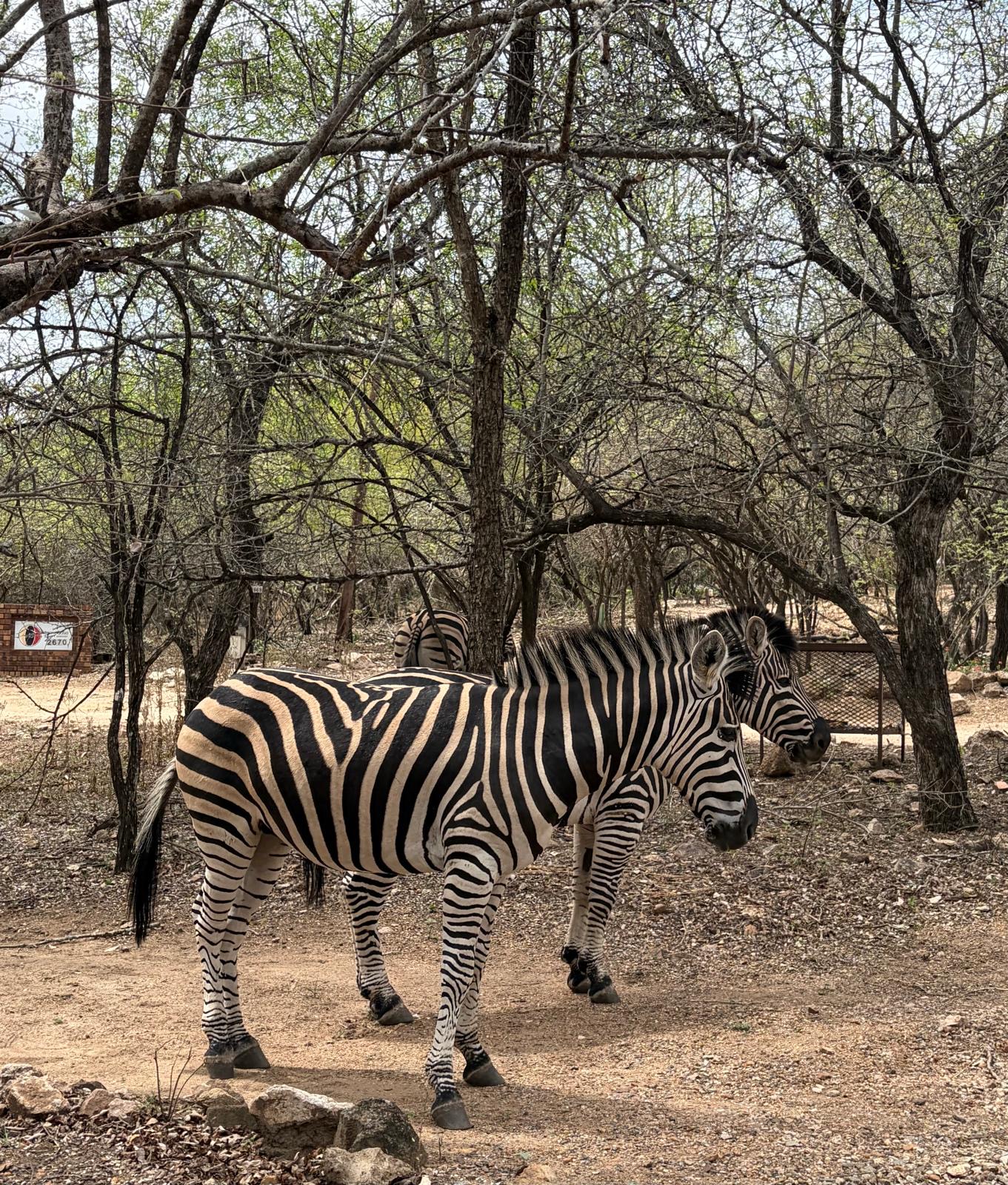 Zebras auf dem Gelände der Lodge