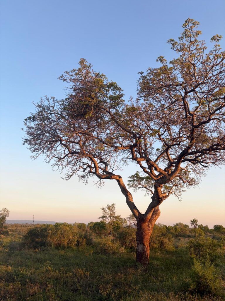 Baum in der Savanne im Abendlicht